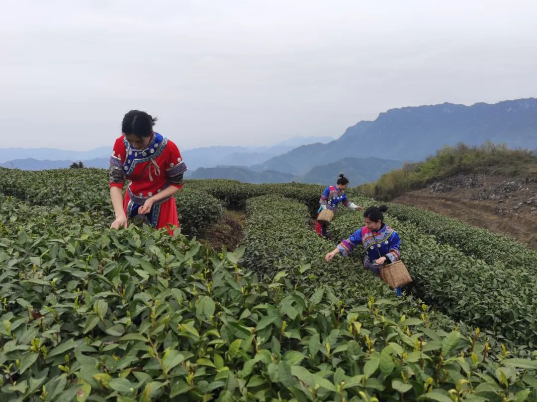 沿河后坪乡:一山一茶 最醇是春芽 