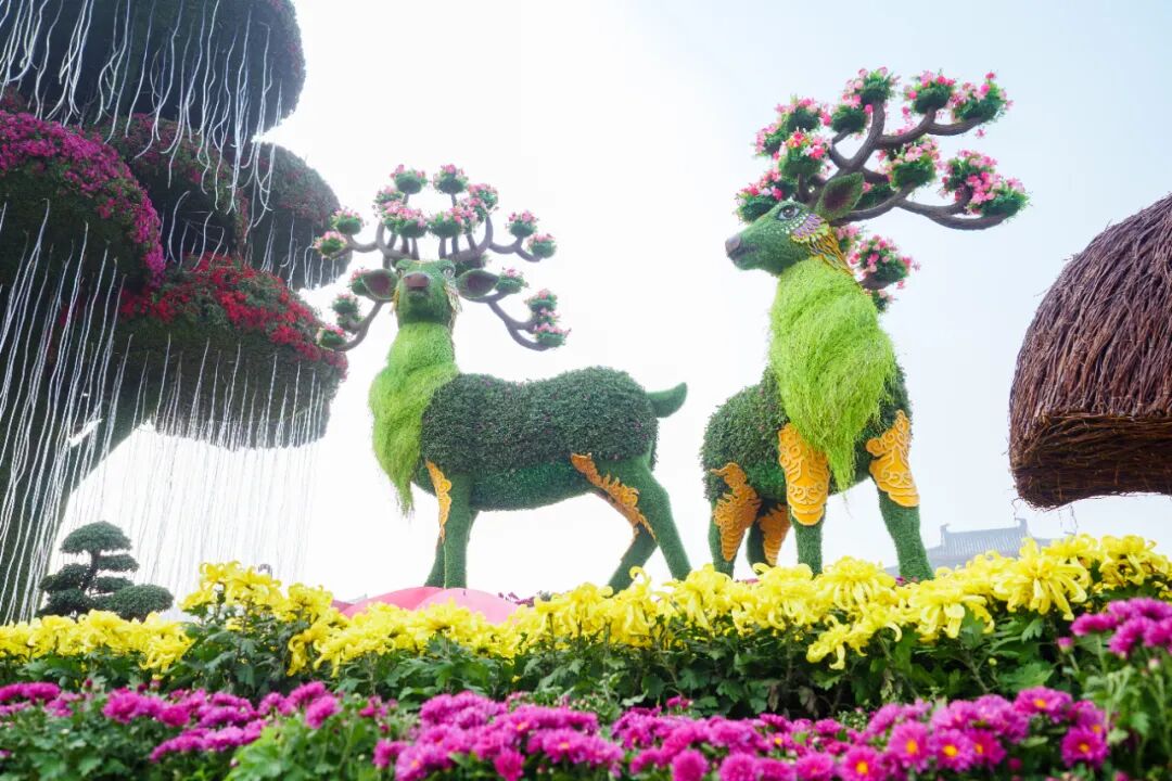 近百万人竞相观看的国际菊花展就在河南开封清明上河园景区错过再等