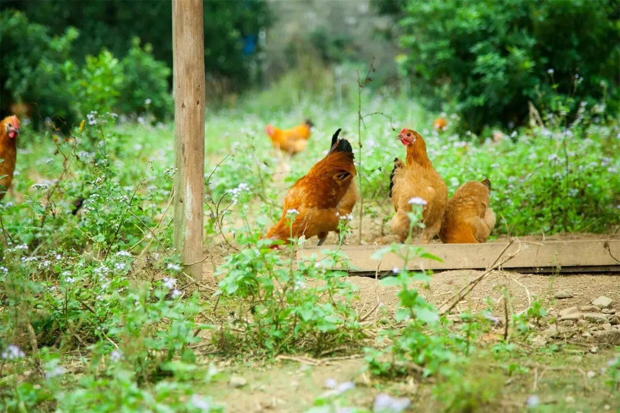 揭秘安福某个农业生态养殖基地,这样干活怎么得了.