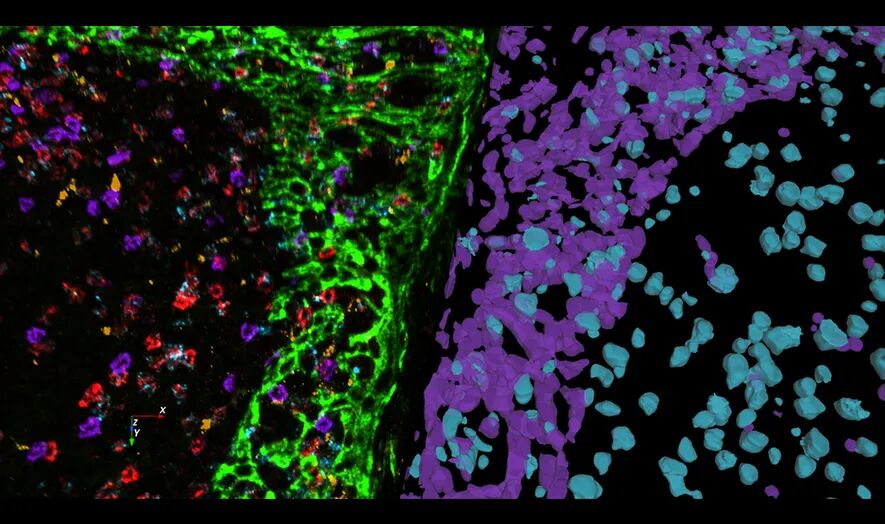 Aivia 14發(fā)布會(huì)：開啟3D空間生物學(xué)分析新紀(jì)元