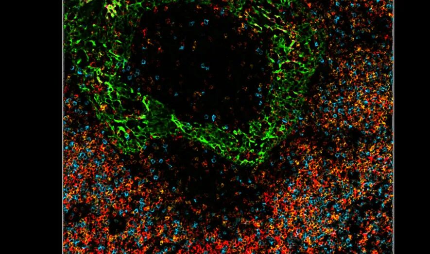 Aivia 14發(fā)布會(huì)：開啟3D空間生物學(xué)分析新紀(jì)元