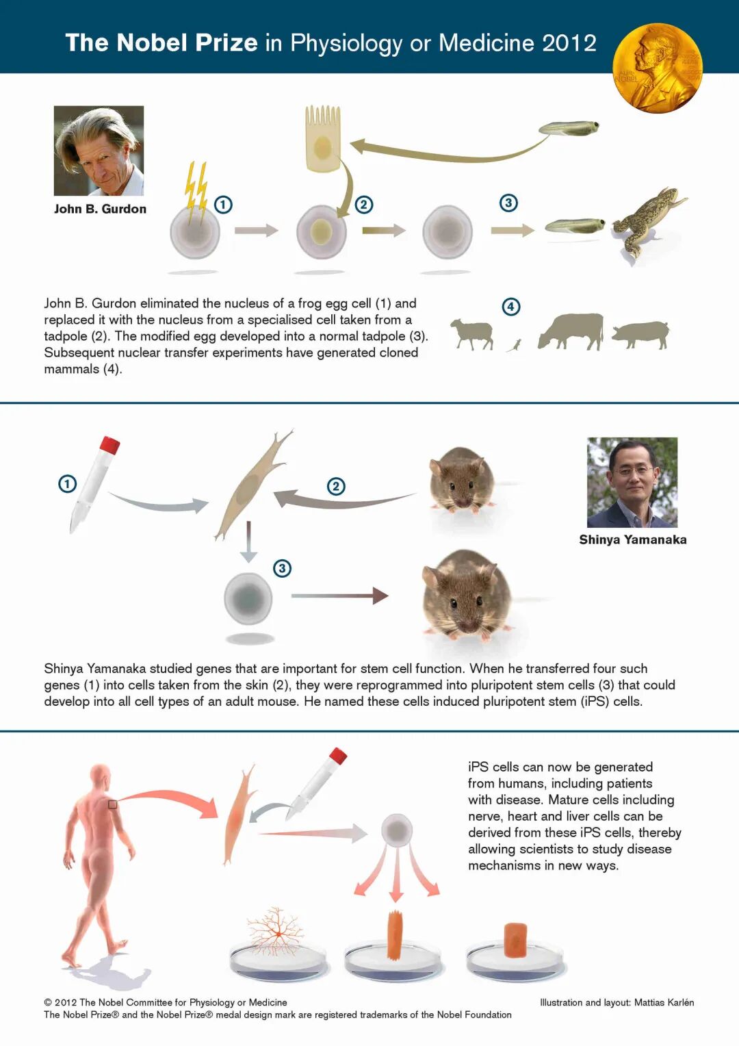 徠卡175周年：2012年諾貝爾生理學(xué)或醫(yī)學(xué)獎(jiǎng)——干細(xì)胞研究