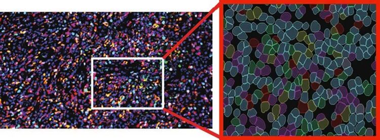 徠卡精準(zhǔn)空間生物學(xué)解決方案 第三彈