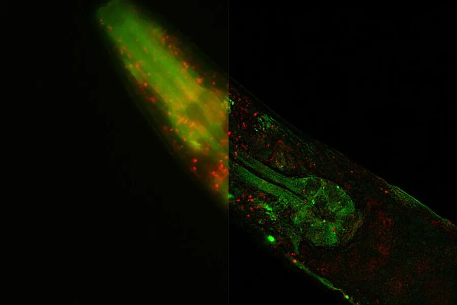 發(fā)育生物學(xué)圖片庫