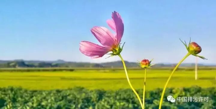 排污许可证管理系统升级！执行报告应该这样填报和检查