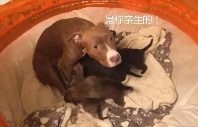 二哈成功霍霍比特，好勇鬥狠的猛犬竟被它兇成這樣... 未分類 第2張