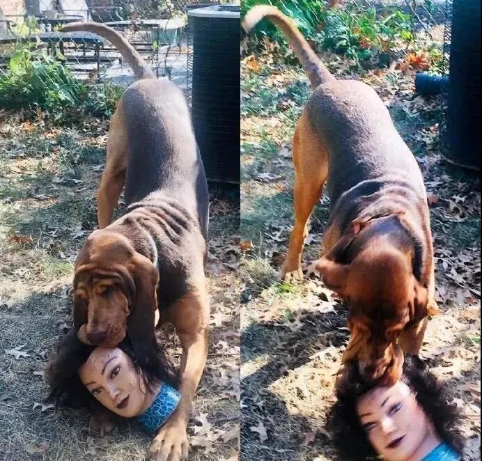 狗狗捡回一颗人头,主人吓到哭:这狗我不要了!_友友