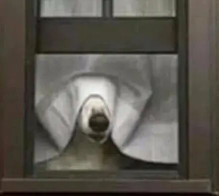 发现自己被邻居偷窥，对象居然是4只哈士奇，阔怕！