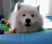 萨摩耶和小朋友一起在跳床上玩，结果整个狗都快崩溃了..