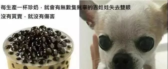 你每喝一杯珍珠奶茶，都有一隻吉娃娃死去！ 寵物 第10張