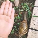 在广东，每个人都有机会被蜗牛绊倒