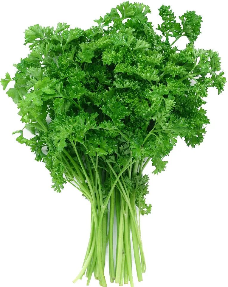 欧芹图片不能同时吃这些药物