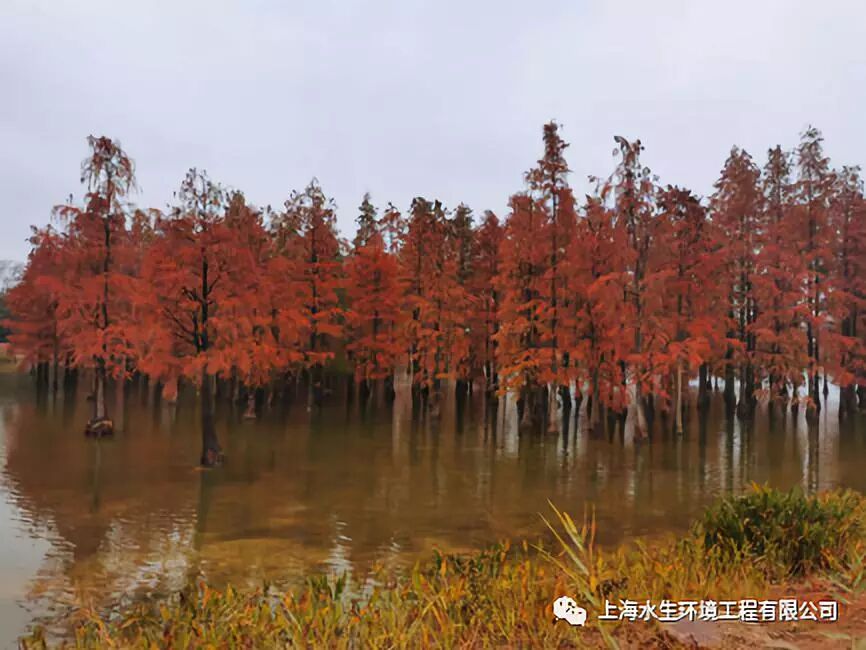 国际湿地城市认证提名考察组来我司合肥项目考察(图4)