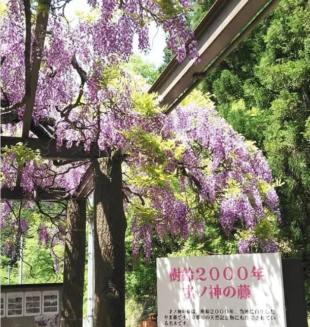 2019关西六大紫藤花景点 绝美古城搭配紫色瀑布 博客內容 日本鼎立地产 a1 house property japan