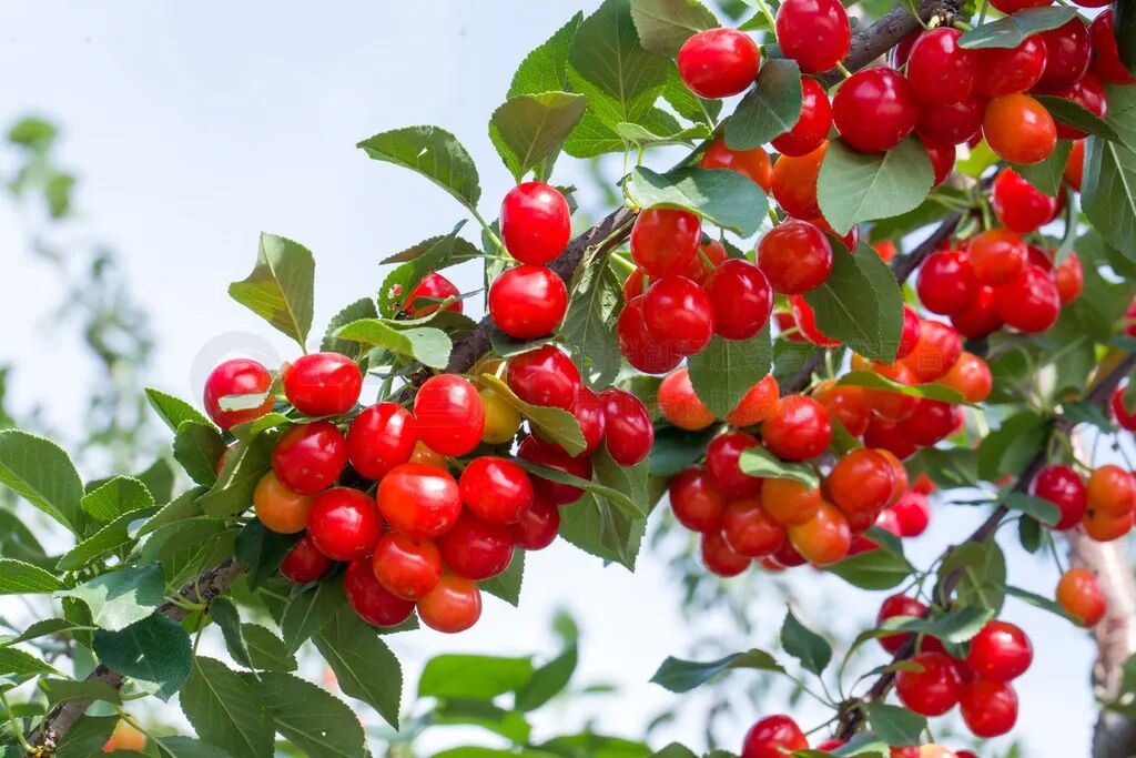 湖北南漳樱桃熟了日子美啦