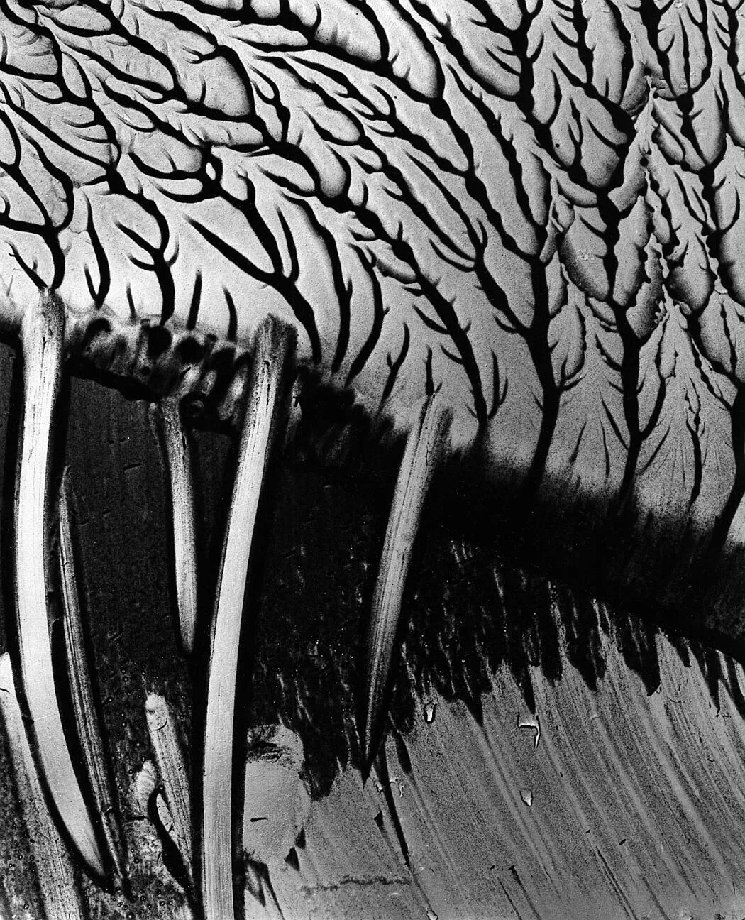 艺术与设计 - 抽象派摄影大师布雷特·韦斯顿