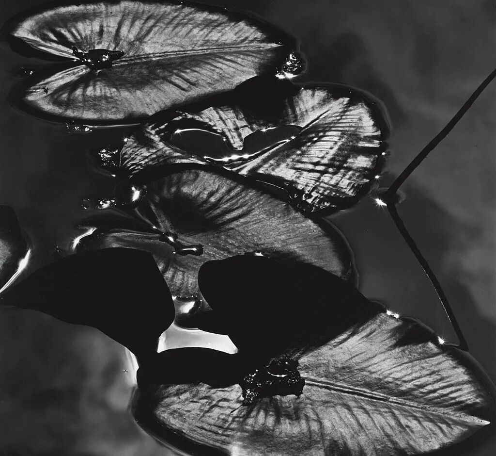 艺术与设计 - 抽象派摄影大师布雷特·韦斯顿