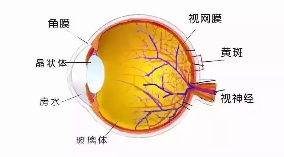 什么是玻璃体，有什么功能？