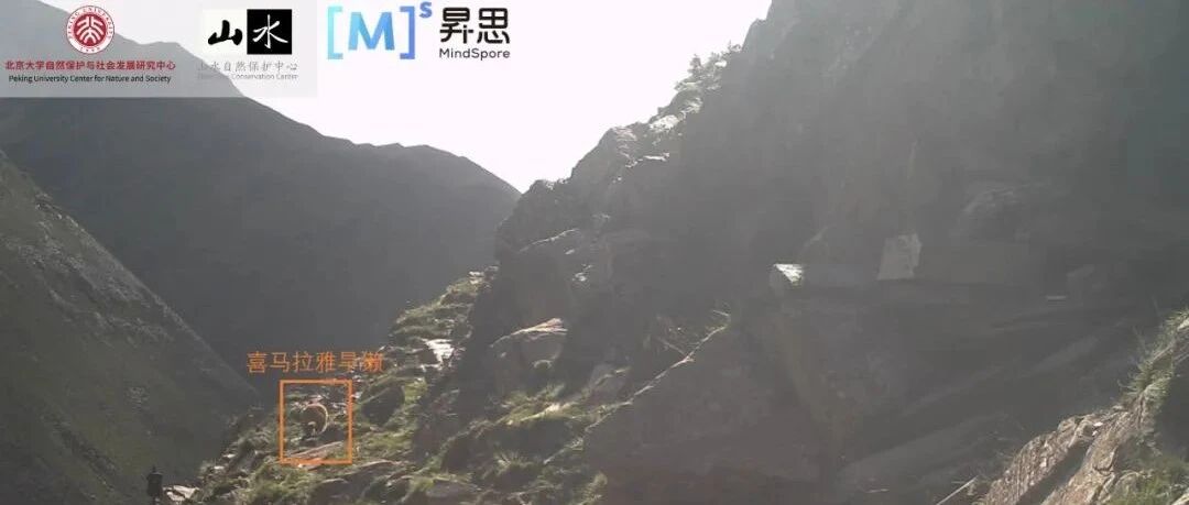 国产框架MindSpore联合山水自然保护中心，寻找、保护「中华水塔」中的宝藏生命