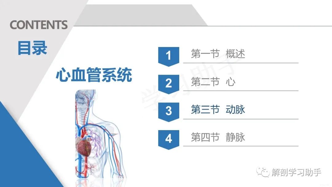 人體解剖之脈管系統-動脈_醫學界-助力醫生臨床決策和職業成長