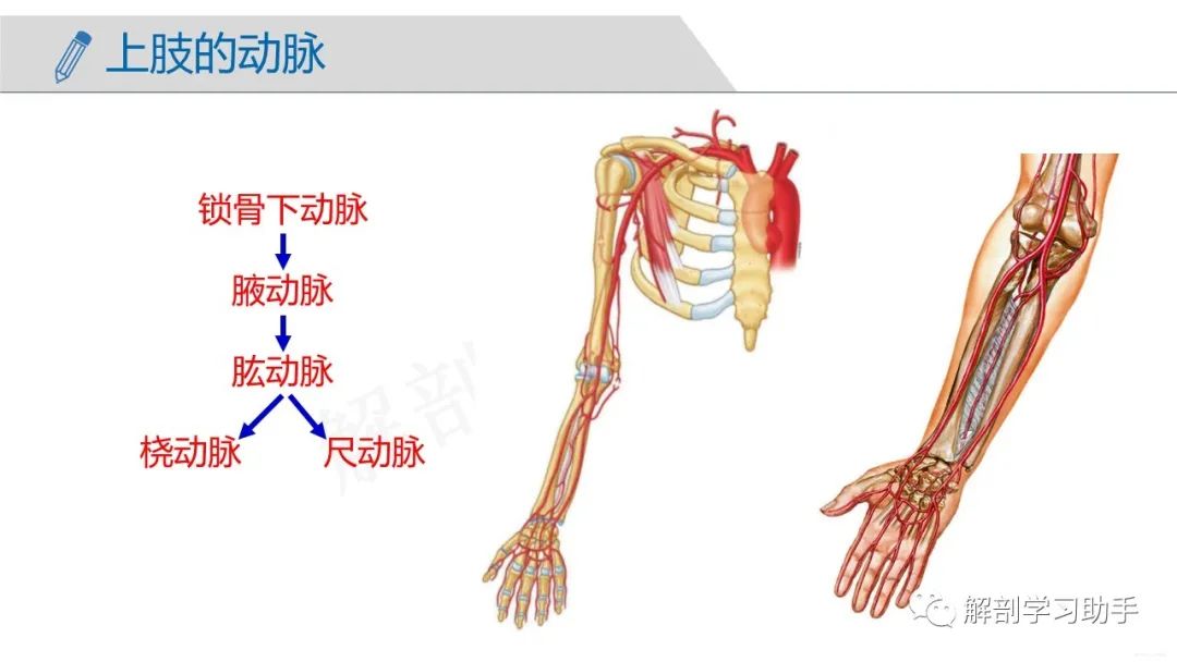 人體解剖之脈管系統動脈