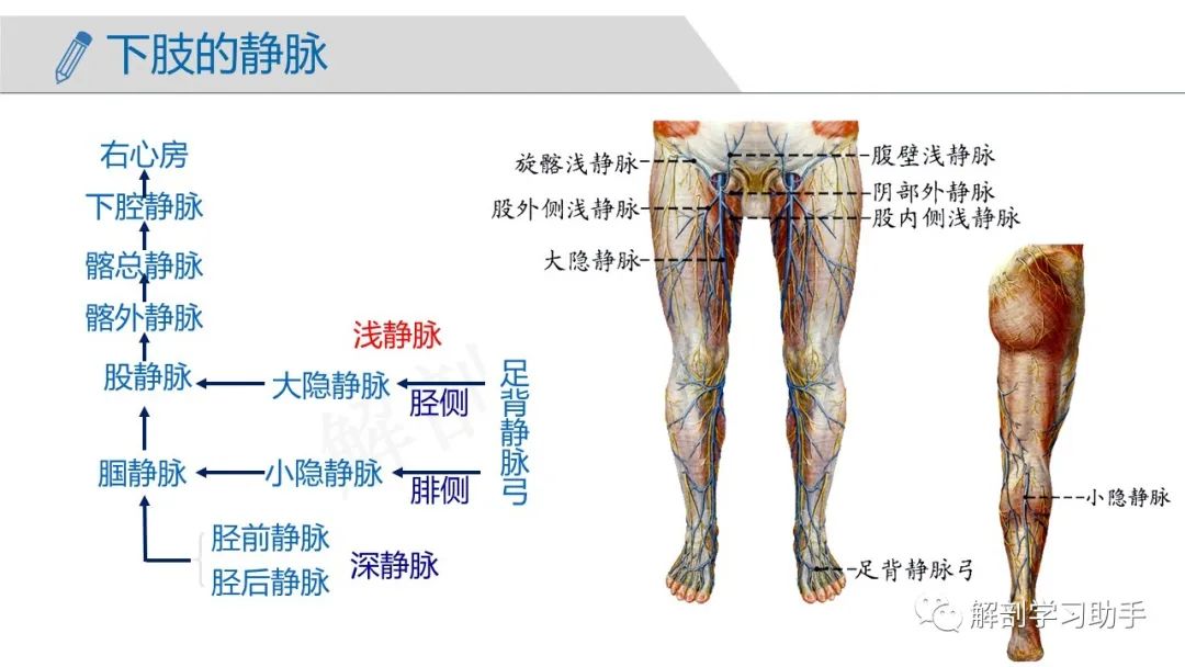 人体解剖学课件——脉管系统-静脉
