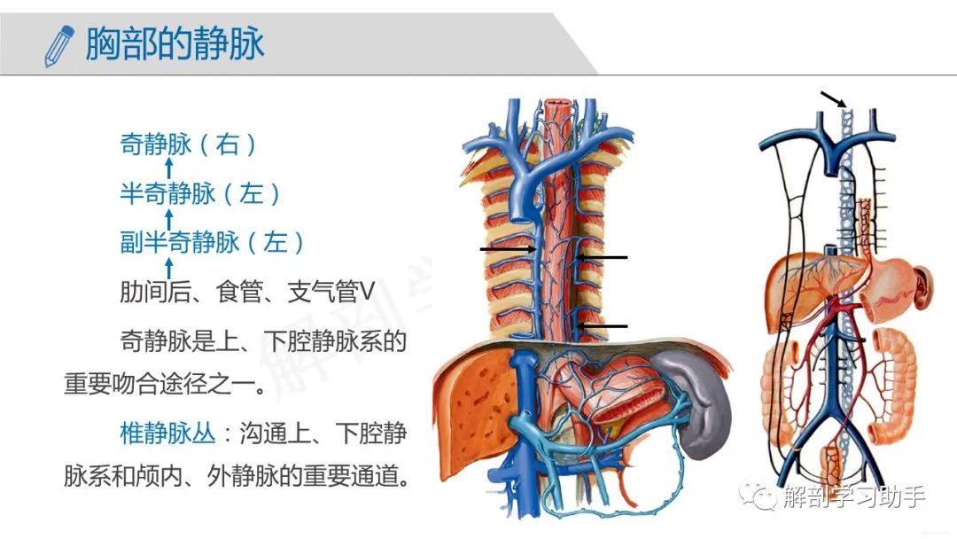 人体解剖学课件——脉管系统-静脉