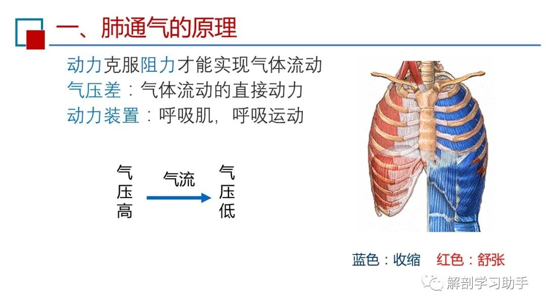 呼吸之肺通气