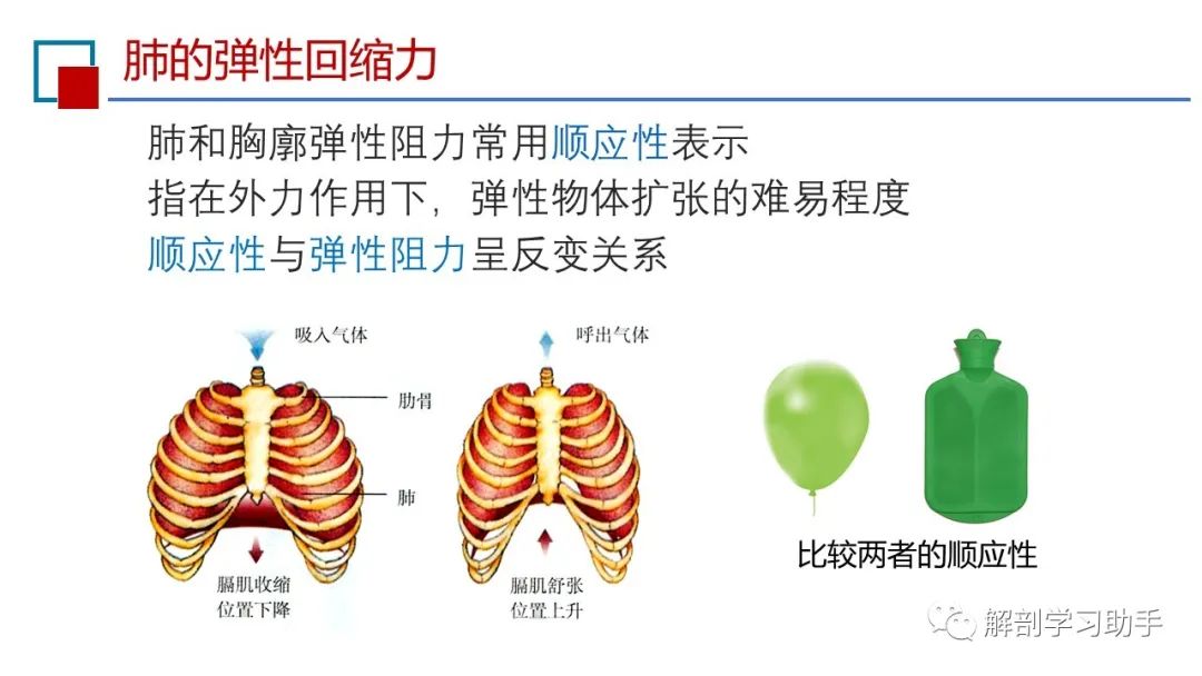呼吸之肺通气