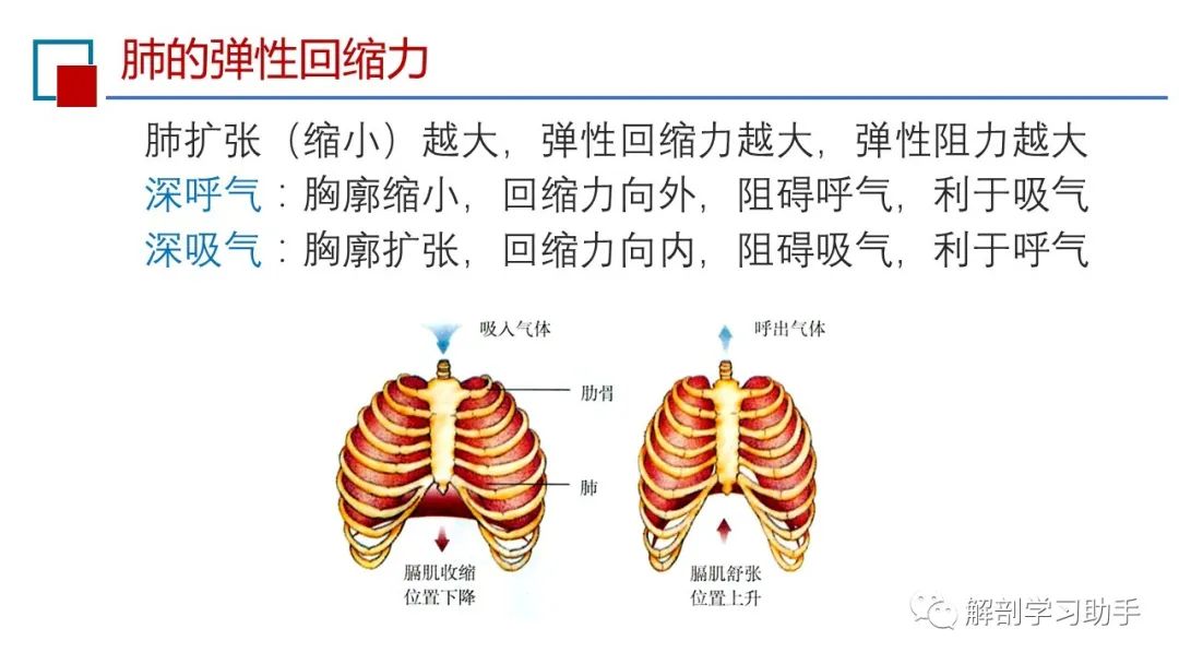 呼吸之肺通气