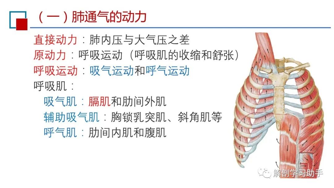 呼吸之肺通气