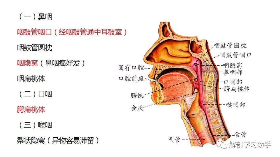 咽的分部与沟通鼻咽口咽和喉咽，鼻口喉腔相通连咽鼓管口通中耳，六颈下