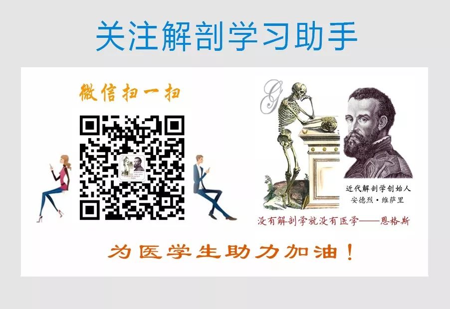 动脉什么压迫止血指压止血法_https://www.jmylbn.com_新闻资讯_第16张