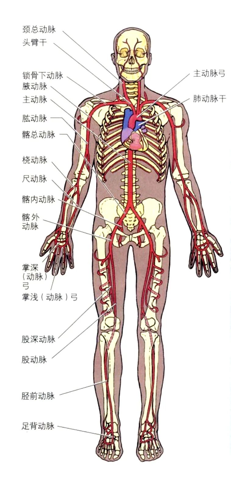 动脉什么压迫止血指压止血法_https://www.jmylbn.com_新闻资讯_第1张