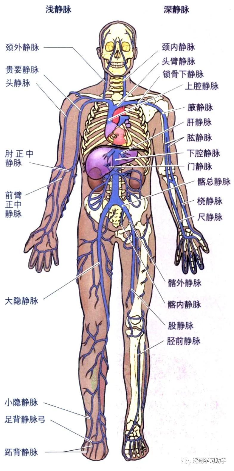 人体解剖学课件——脉管系统-静脉