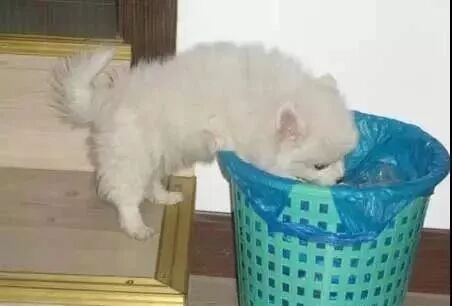 必要垃圾器装处理有几种方法_垃圾处理器有必要装吗_必要垃圾器装处理有什么要求