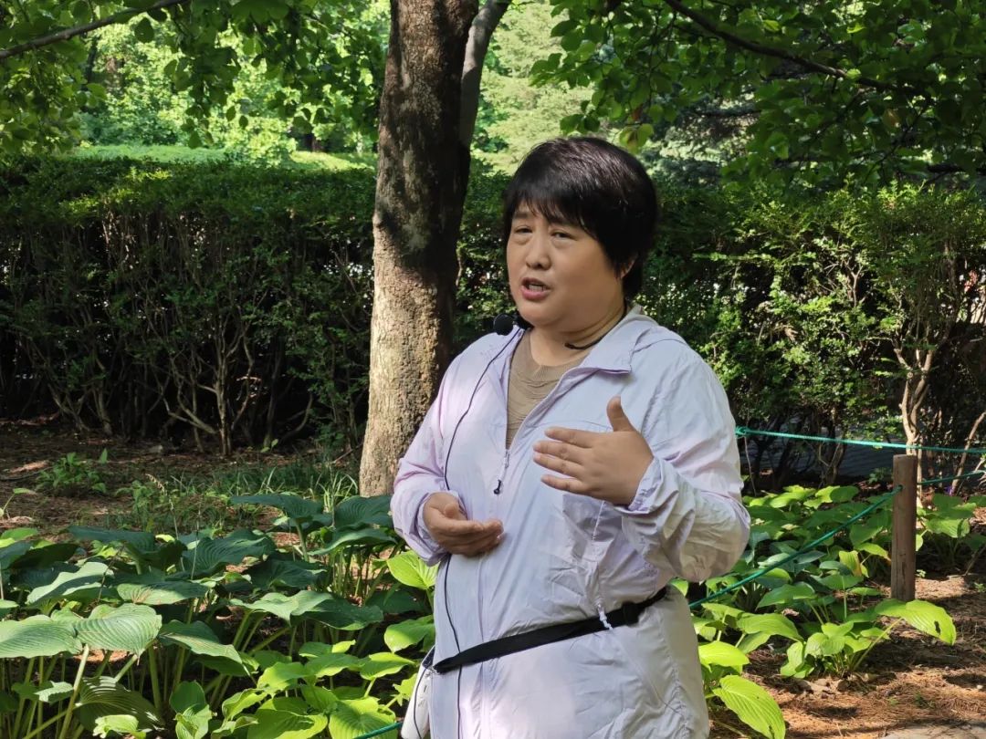 花叶玉簪开花香吗_花叶玉簪花语_花叶玉簪