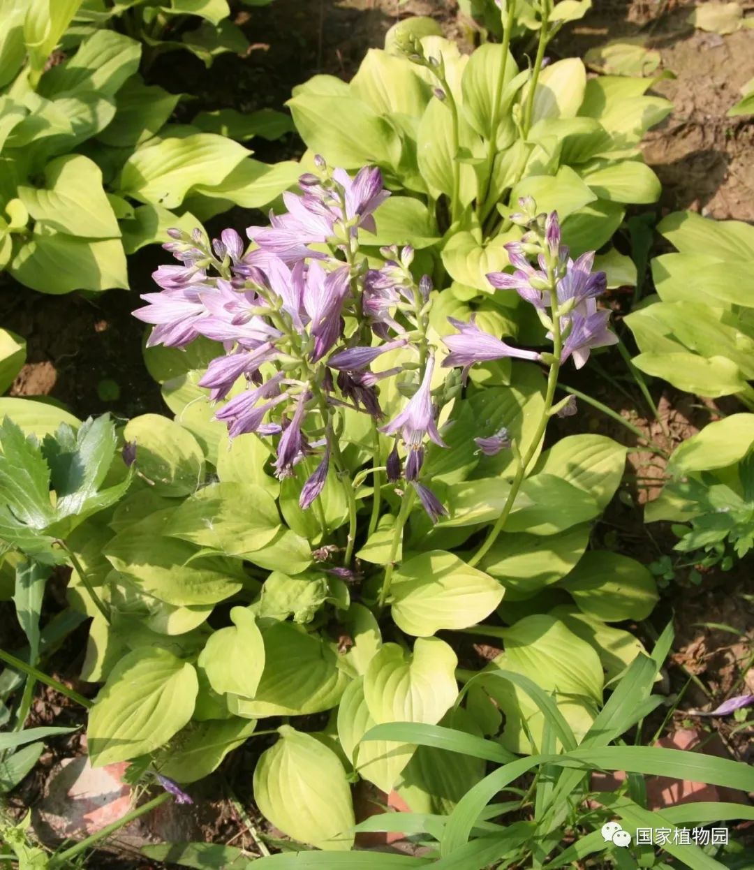 花叶玉簪开花香吗_花叶玉簪_花叶玉簪花语
