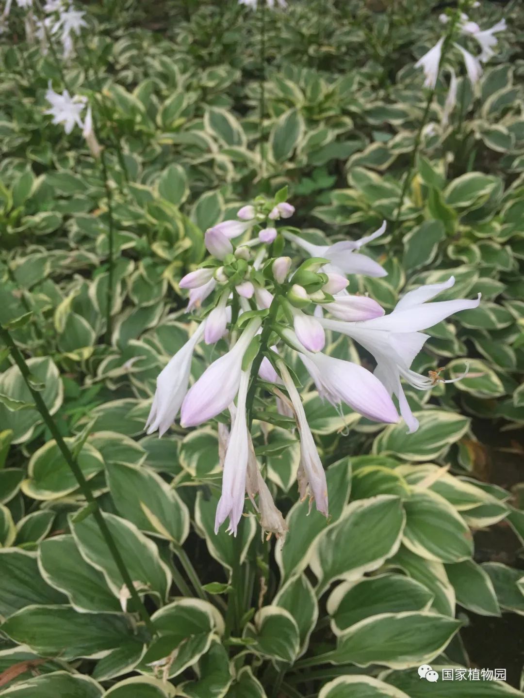 花叶玉簪开花香吗_花叶玉簪花语_花叶玉簪