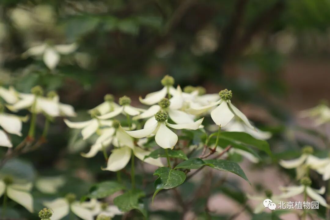 植物 云 科普丨四照花 北京植物园 微信公众号文章阅读 Wemp