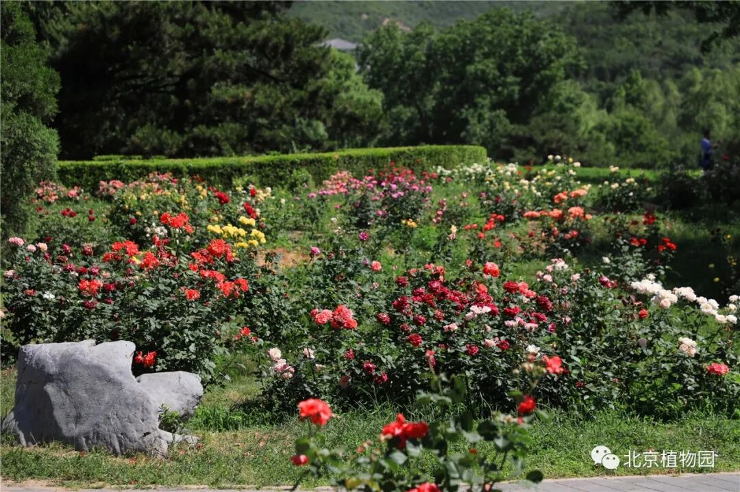植物 云 科普丨月季 蔷薇 玫瑰 北京植物园 微信公众号文章阅读 Wemp