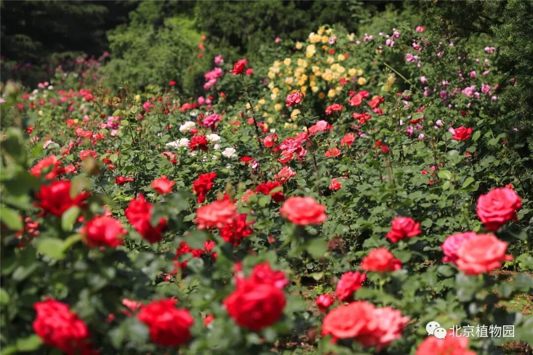 植物 云 科普丨月季 蔷薇 玫瑰 北京植物园 微信公众号文章阅读 Wemp