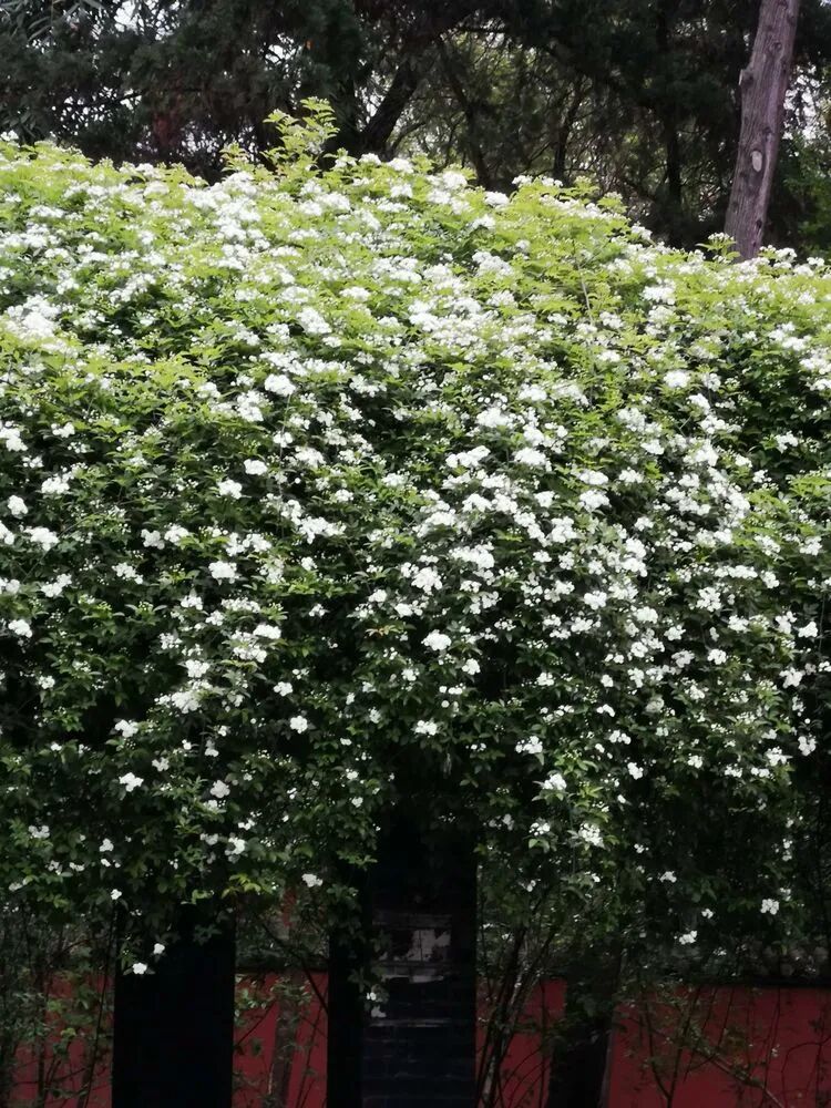 这些多彩藤蔓植物 随便一株就能爬满墙头 美翻十里八村 环球花艺报 微信公众号文章 微小领