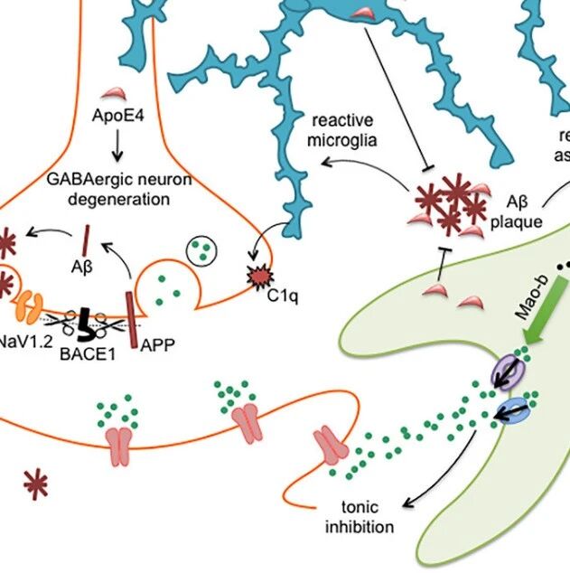 中科大团队提出“GABA能系统功能异常导致阿尔茨海默病发病”的新假说