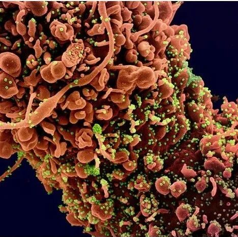 Science |大火的mRNA新冠疫苗效果怎样？最新研究发现免疫力至少持续六个月