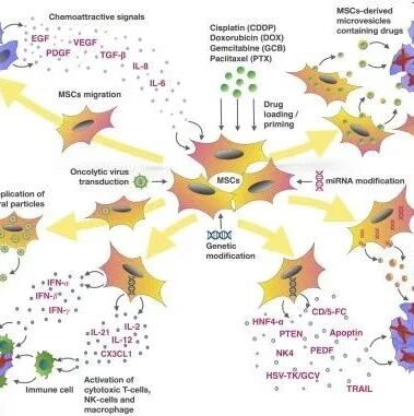 Stem Cells Transl Med：试验表明脐带衍生间充质干细胞治疗降低重症新冠肺炎患者的死亡风险和加快康复时间
