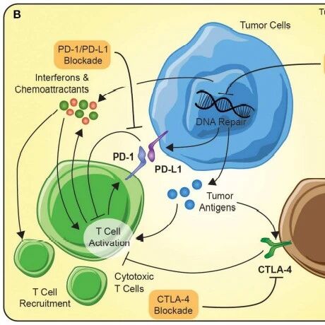 PARP抑制剂与免疫治疗协同增效抗癌，已在乳腺癌、胃癌等6种癌症验证效果！