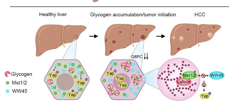 Cell|周大旺/陈兰芬课题组合作发文揭示糖原累积与相分离驱动肝癌起始的重要机制