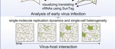 Cell：开发出病毒感染实时成像技术，从而实时监测细胞中的病毒感染