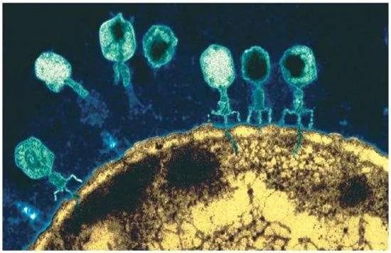 Science：重大進展！腸球菌噬菌體竟可增強癌症免疫治療的療效 健康 第2張